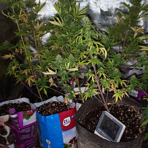 Celeste  growlog photo: Van como piña !! 