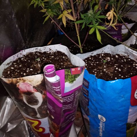 Celeste  growlog photo: Van como piña !! 