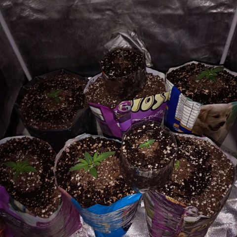 Celeste  growlog photo: Las BSF.
Se aplicó Namasté, 175ml por maceta con ph 6.2