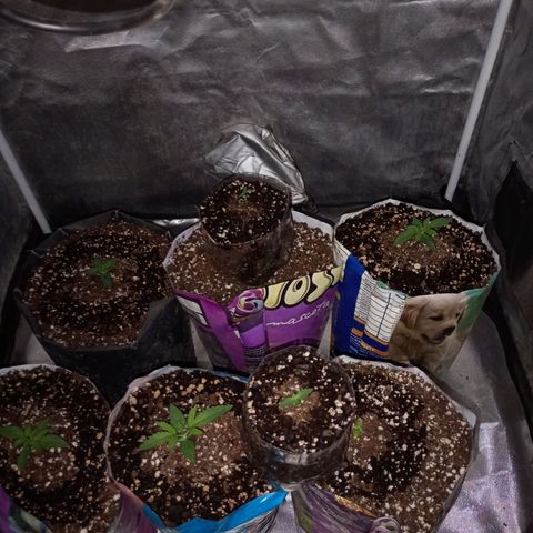 Celeste  growlog photo: Las BSF.
Se aplicó Namasté, 175ml por maceta con ph 6.2