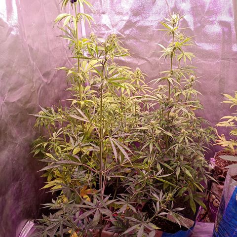 Celeste  growlog photo: Van bien aunque llena de pulgones 🥺parecidos a los piojos, bien chiquititos.