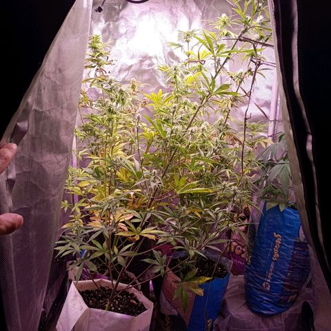 Celeste  growlog photo: Bsf