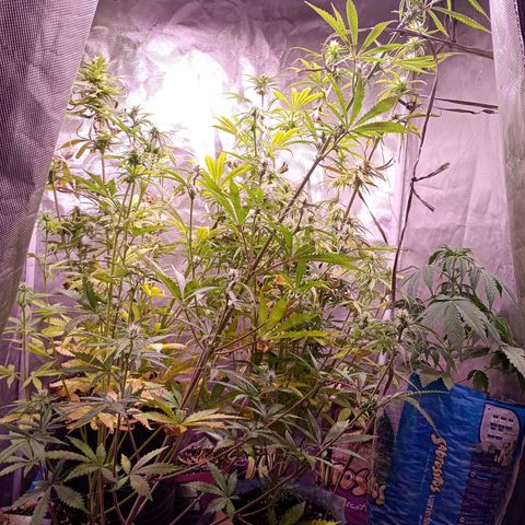 Celeste  growlog photo: Bsf