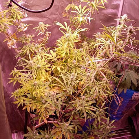 Celeste  growlog photo: Bsf