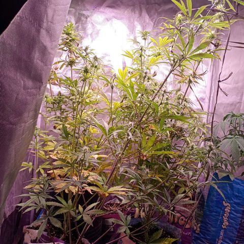 Celeste  growlog photo: Bsf