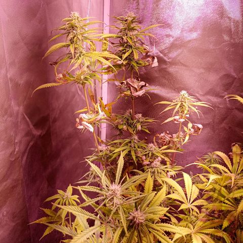 Celeste  growlog photo: Bsf