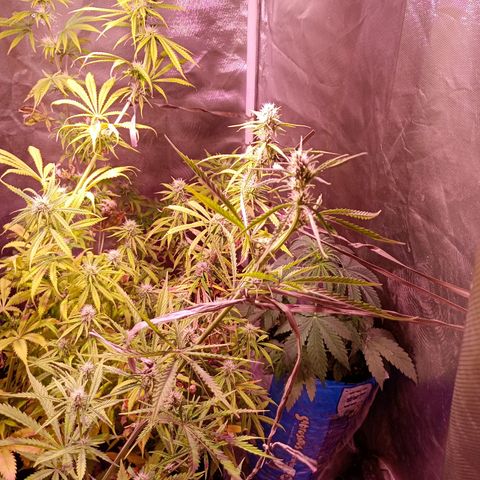 Celeste  growlog photo: Bsf