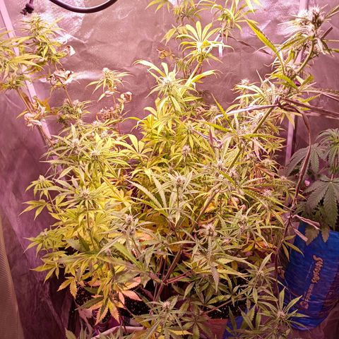 Celeste  growlog photo: Bsf