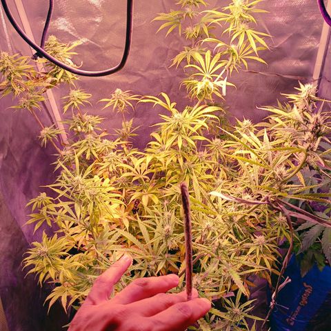 Celeste  growlog timeline photo