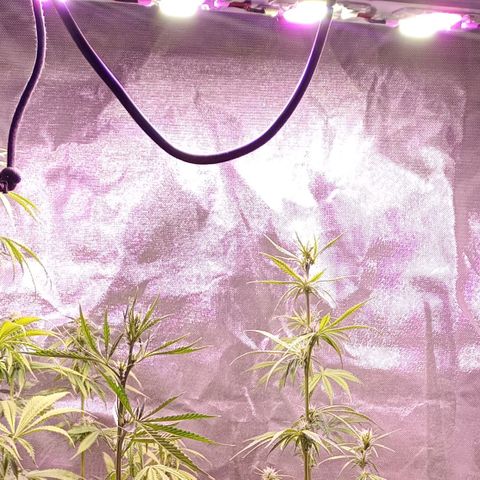 Celeste  growlog timeline photo