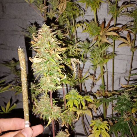 Celeste  growlog photo: Sacadas al exterior, todas afuera, la naturaleza 🏞️