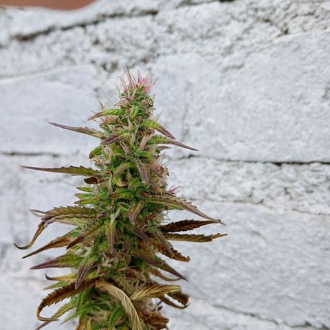 Celeste  growlog photo: algunas con 60 días y otras con 73 días de vida. 