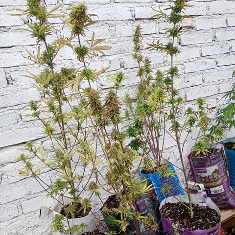 Celeste  growlog photo: algunas con 60 días y otras con 73 días de vida. 