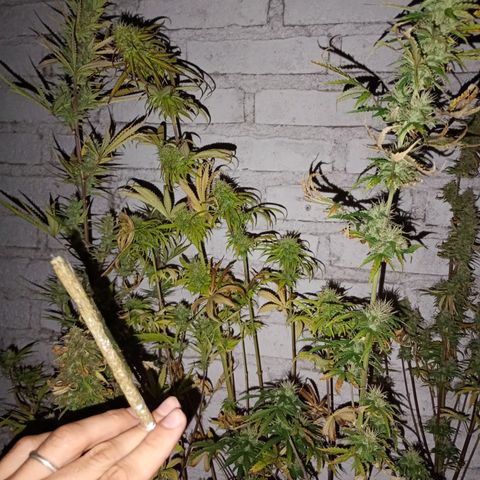 Celeste  growlog photo: Sacadas al exterior, todas afuera, la naturaleza 🏞️