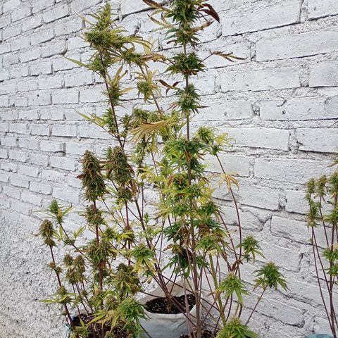 Celeste  growlog photo: algunas con 60 días y otras con 73 días de vida. 