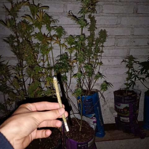Celeste  growlog photo: Tremendas las BSF 