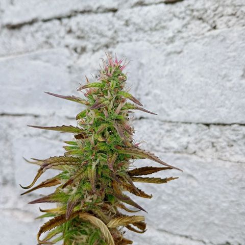 Celeste  growlog photo: A las chapas tirrii