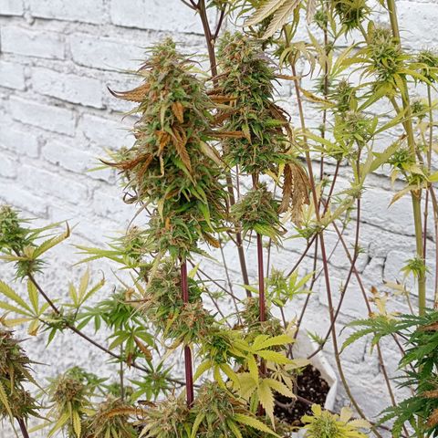 Celeste  growlog photo: A las chapas tirrii