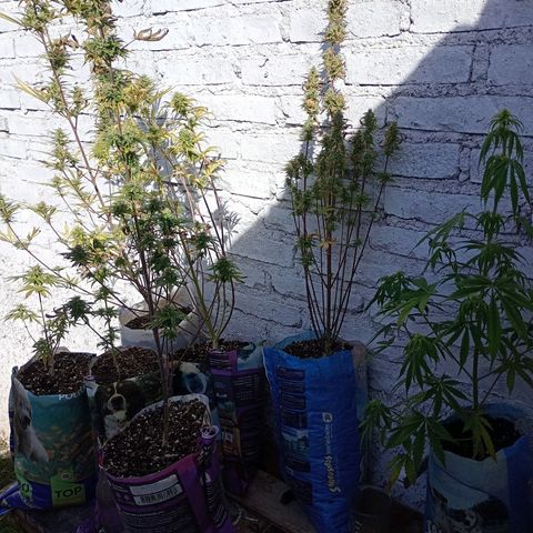 Celeste  growlog photo: Fenomenales 