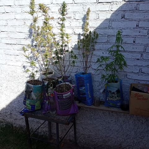 Celeste  growlog photo: Fenomenales 