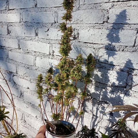 Celeste  growlog photo: Hermosa mañana, verdad ? 🫂❤️👽