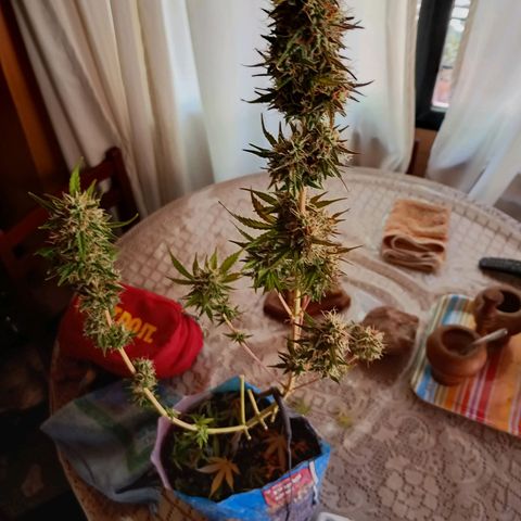 Celeste  growlog photo: Peluqueando 💈