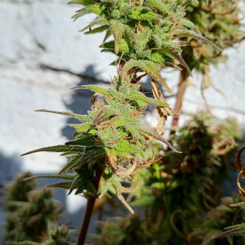 Celeste  growlog photo: Gracias Pacha Mama 🫂😘