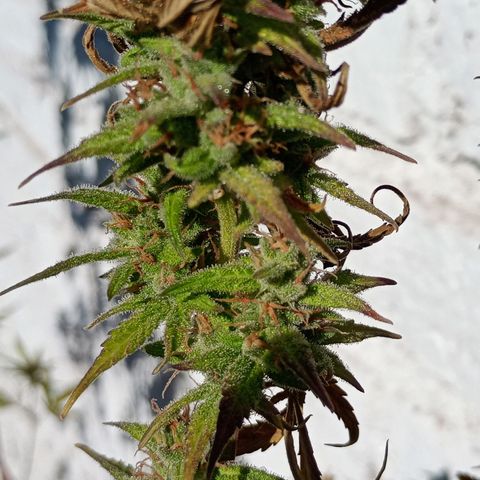 Celeste  growlog photo: Gracias Pacha Mama 🫂😘