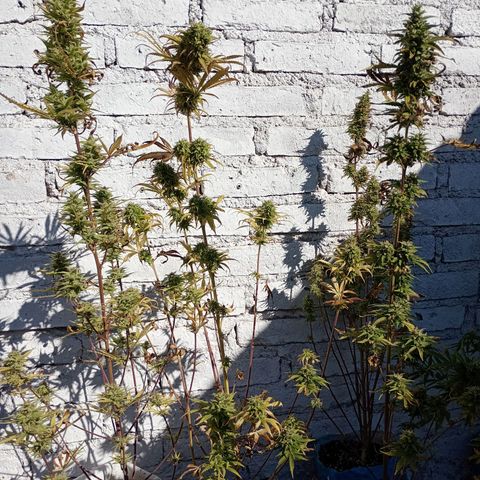 Celeste  growlog photo: Gracias Pacha Mama 🫂😘