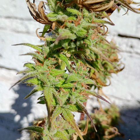 Celeste  growlog photo: Gracias Pacha Mama 🫂😘