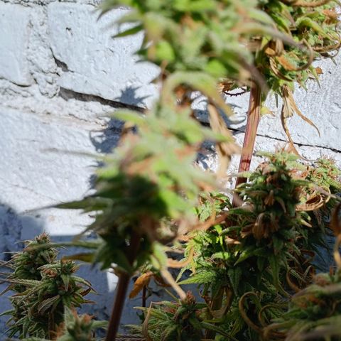 Celeste  growlog photo: Gracias Pacha Mama 🫂😘