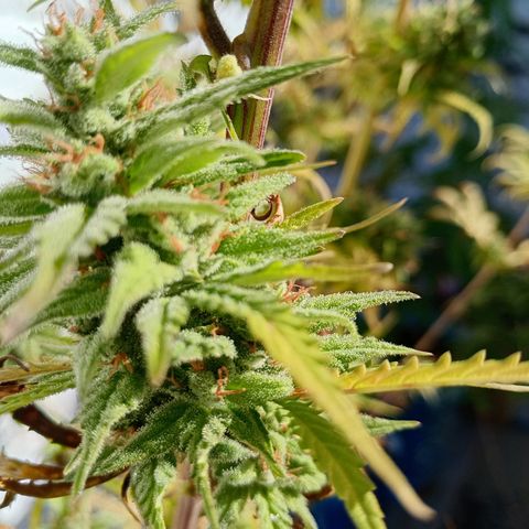 Celeste  growlog photo: Gracias Pacha Mama 🫂😘
