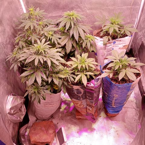 Celeste  growlog photo: Algunas NN y otras BSF🤗🌈
Las tres más chicas con 16 días de vida, todas hermosas, gracias Pacha mama ❤️🌈