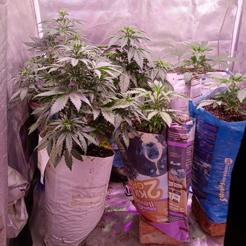 Celeste  growlog photo: Algunas NN y otras BSF🤗🌈
Las tres más chicas con 16 días de vida, todas hermosas, gracias Pacha mama ❤️🌈