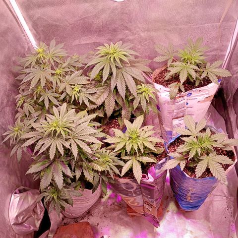 Celeste  growlog photo: Algunas NN y otras BSF🤗🌈
Las tres más chicas con 16 días de vida, todas hermosas, gracias Pacha mama ❤️🌈