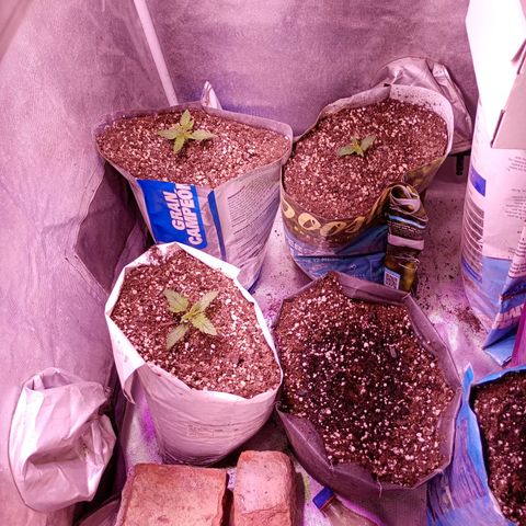 Celeste  growlog photo: Nueva vida 😁🧬