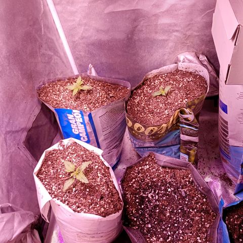 Celeste  growlog photo: Van re flama 😌