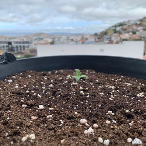 Critical Purple Auto growlog timeline photo