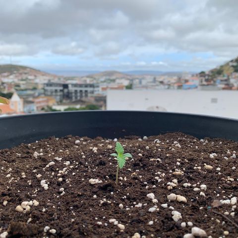 Auto Critical Orange Punch growlog timeline photo