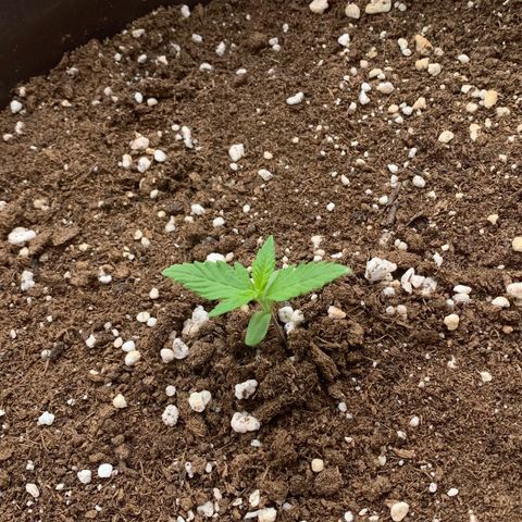 Critical Purple Auto growlog timeline photo