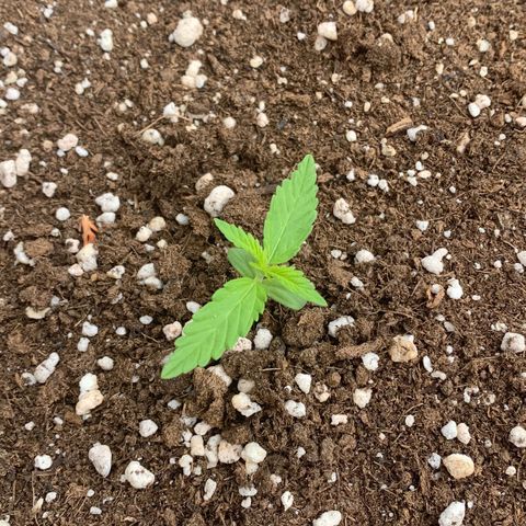 Auto Critical Orange Punch growlog timeline photo