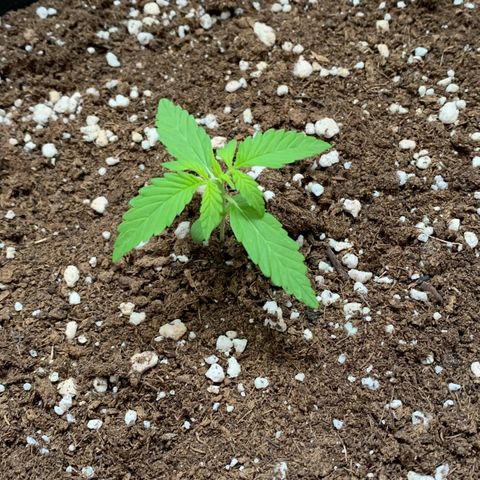 Auto Critical Orange Punch growlog timeline photo