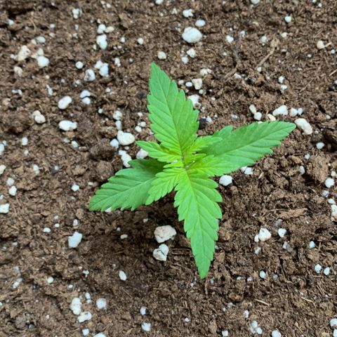 Critical Purple Auto growlog timeline photo