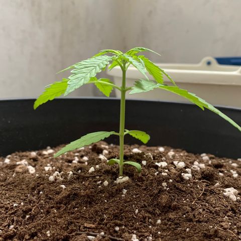 Auto Critical Orange Punch growlog timeline photo