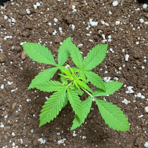 Auto Critical Orange Punch growlog timeline photo