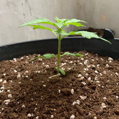 Critical Purple Auto growlog timeline photo