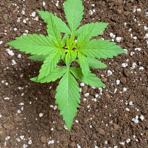Critical Purple Auto growlog timeline photo