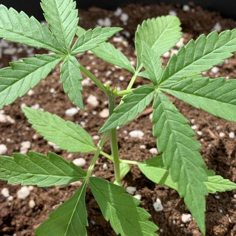 Auto Critical Orange Punch growlog timeline photo