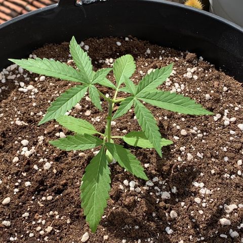 Auto Critical Orange Punch growlog timeline photo