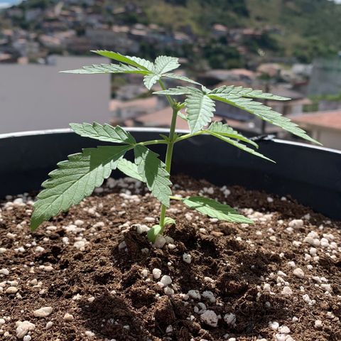 Auto Critical Orange Punch growlog timeline photo